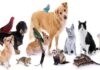 COLUNISTAS DE PETS