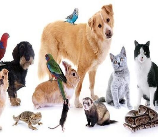 COLUNISTAS DE PETS