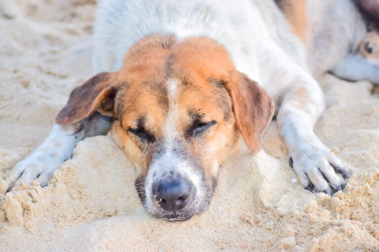 Caroço na pele dos cães_ o que pode ser_