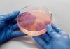 Semana Mundial de Conscientização sobre Antimicrobianos