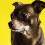 7 curiosidades sobre o chihuahua