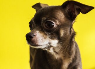 7 curiosidades sobre o chihuahua