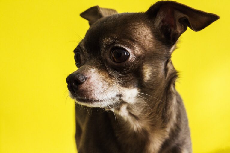 7 curiosidades sobre o chihuahua 7 curiosidades sobre o chihuahua