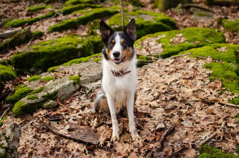 Enriquecimento ambiental como proporcionar estímulos saudáveis para os pets