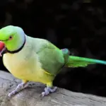 6 Melhores Aves para Ter em Casa: Guia para Apartamento RJ 6 melhores espécies de aves para ter em casa (1)