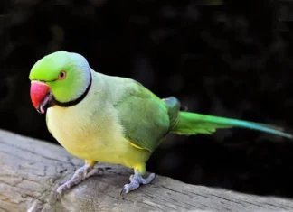 6 melhores espécies de aves para ter em casa (1)