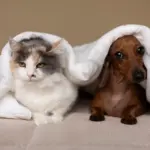 Confira os cuidados adequados com os pets no inverno AI, adaptado pela equipe Cães e Gatos VET FOOD