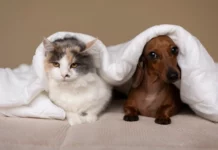 AI, adaptado pela equipe Cães e Gatos VET FOOD