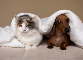 AI, adaptado pela equipe Cães e Gatos VET FOOD