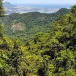 BNDES, Governo do Estado do Rio, Aegea e FUNBIO lançam edital para restauração da Mata Atlântica BNDES, Governo do Estado do Rio, Aegea e FUNBIO lançam edital para restauração da Mata Atlântica