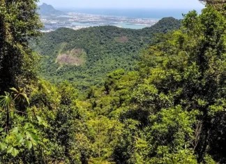 BNDES, Governo do Estado do Rio, Aegea e FUNBIO lançam edital para restauração da Mata Atlântica