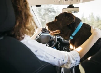 O que você precisa saber antes de viajar com seu pet