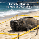 Elefante-Marinho Reaparece na Praia de Copacabana